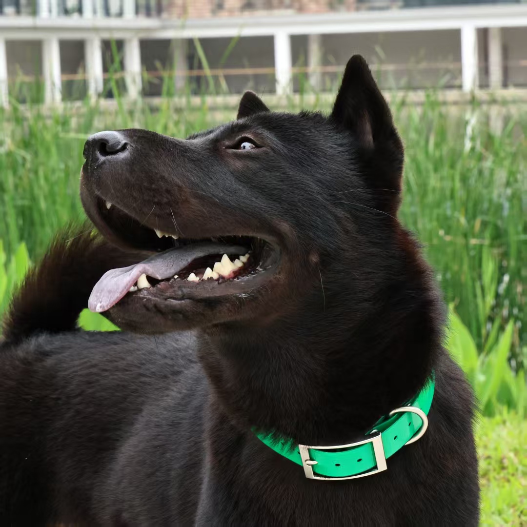 幅2.5cmの頑丈なTPU製犬用首輪、防水、ハンティング、調 - Outdoor Hunting Dog Collar のレビューと価格